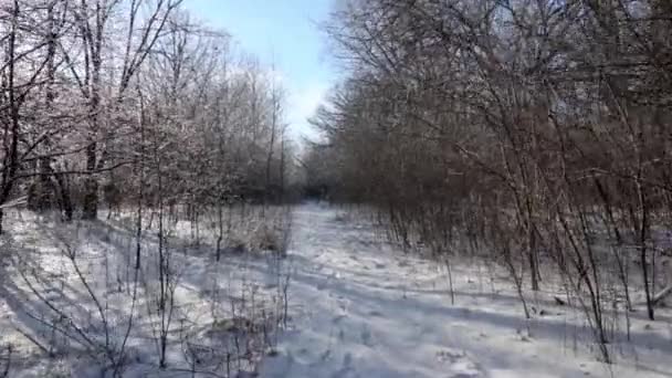 Pohyb Vpřed Pěšině Mezi Ledem Sněhem Pokryl Stromy Nalevo Suché — Stock video