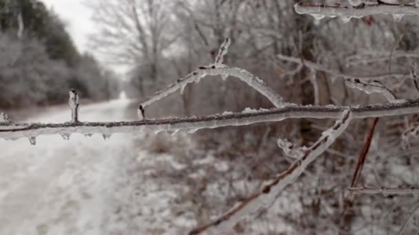 氷やつららで覆われた一つの枝の近くにゆっくりとした動きは 自然の中で凍結雨のために — ストック動画