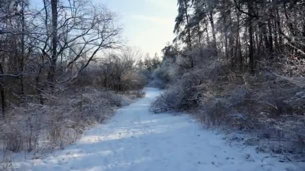Hidasliikkeinen Kävely Syvällä Metsässä Lumen Peittämällä Polulla Jossa Jäätyneitä Pensaita — kuvapankkivideo