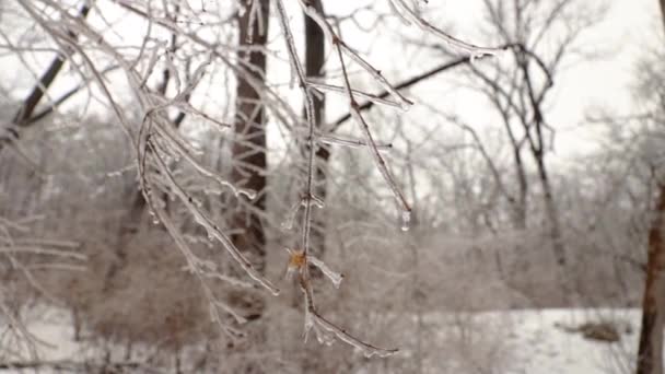 Entièrement Enveloppé Dans Glace Accrochant Des Branches Arbres Dans Nature — Video