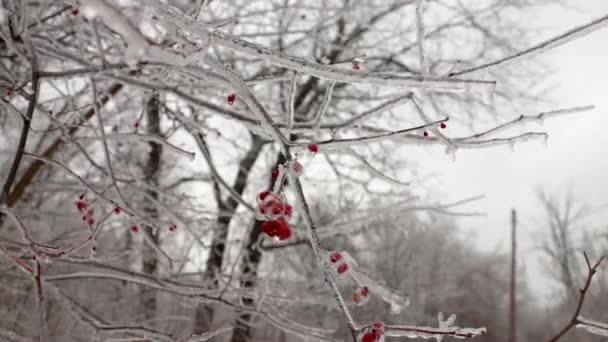 Eine Nahaufnahme Von Mehreren Roten Waldbeeren Die Bäumen Der Natur — Stockvideo