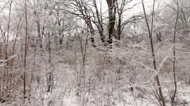 Ruch Przodu Krzaki Pokryte Lodem Zimnego Deszczu — Wideo stockowe