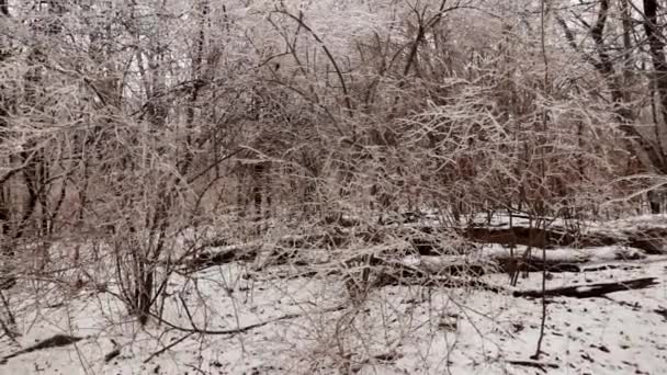 凍るような雨から氷とつららで完全に覆われたいくつかの凍った茂みや低木の低中芽 — ストック動画