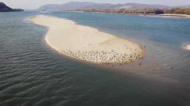 Birds Island Middle River Danube Aerial Drone Shot — Stock Video