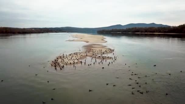 Birds Island Middle River Low Water Flying Nesting Aerial Drone — Stock Video