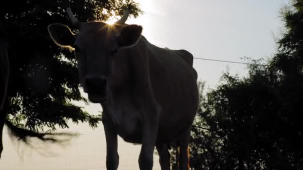 日出或日落时农场的奶牛概况 — 图库视频影像