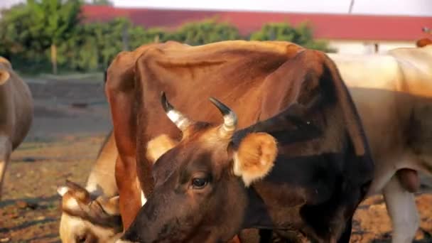 Primer Plano Una Vaca Una Granja — Vídeos de Stock