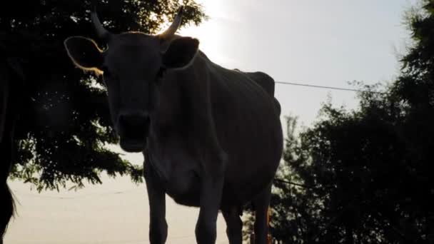 Vaca Una Granja Amanecer Atardecer Clip Cámara Lenta — Vídeos de Stock