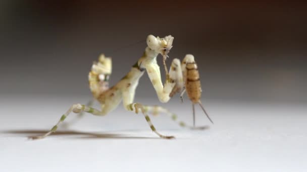 Witte Bidsprinkhaan Eet Cricket Been Macro Schot Slow Motion — Stockvideo