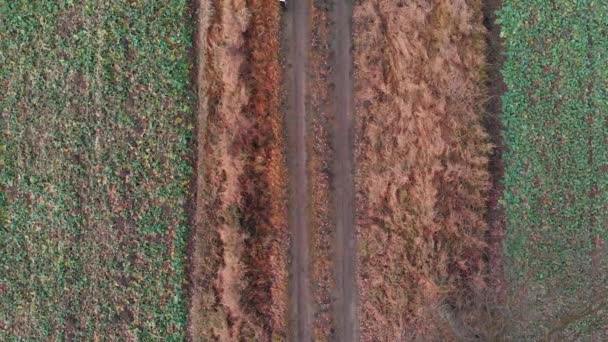 Colorido Pessoa Vestida Correr Entre Campos Marrons Caminho Solo — Vídeo de Stock