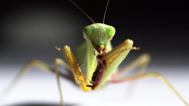 Grön Mantis Äter Brunt Kryp — Stockvideo
