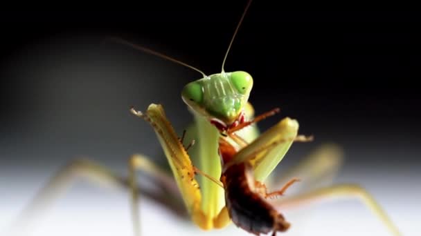 緑色のカマキリは茶色の虫を食べる スローモーションでマクロショット — ストック動画