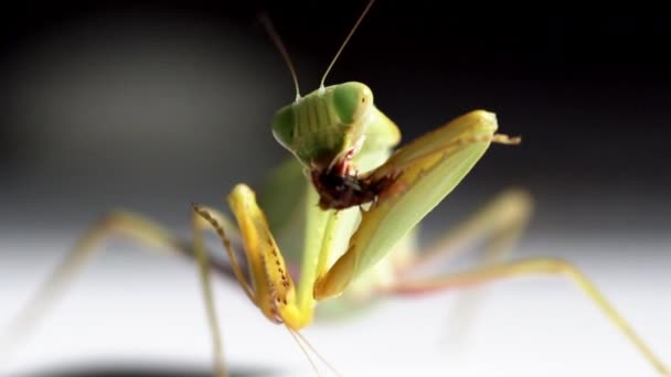 緑色のカマキリは茶色の虫を食べる スローモーションでマクロショット — ストック動画