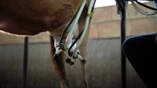 Kühe Melken Auf Bauernhof Mit Melkmaschine — Stockvideo
