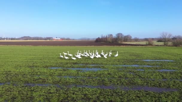 Schwarm Schwäne Auf Grünem Feuchtem Feld Flügelschlag — Stockvideo