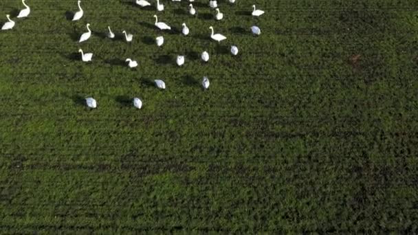 Вид Воздуха Стаю Лебедей Идущих Зеленому Полю — стоковое видео