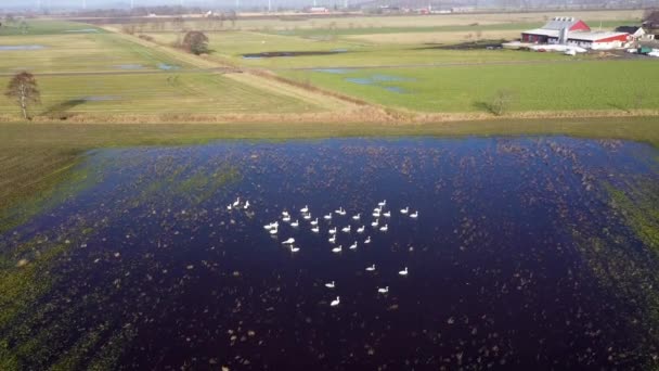 Vista Aérea Rebanho Cisnes Nadando Água Campo Inundado Fazenda Segundo — Vídeo de Stock