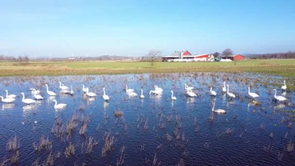Manada Cisnes Agua Campo Inundado Granja Segundo Plano — Vídeos de Stock