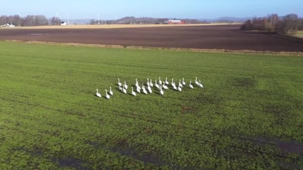 緑のフィールドに歩いて白鳥の群れの空中ビュー — ストック動画