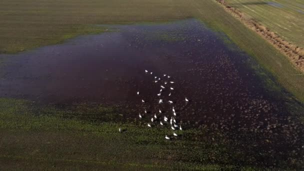 Luftaufnahme Einer Schar Von Schwänen Wasser Auf Einem Überfluteten Feld — Stockvideo