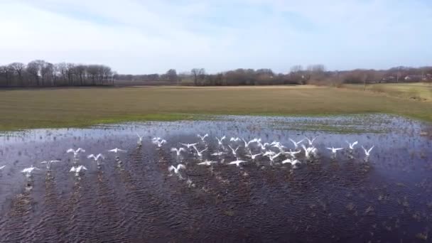 Vista Aérea Rebanho Cisnes Decolando Água Campo Inundado Seguindo Atrás — Vídeo de Stock