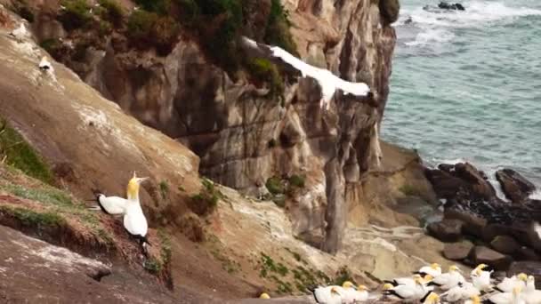 Kolonie Gannet Stěhovaví Ptáci Muriwai Odpočívající Kolem Útesu — Stock video