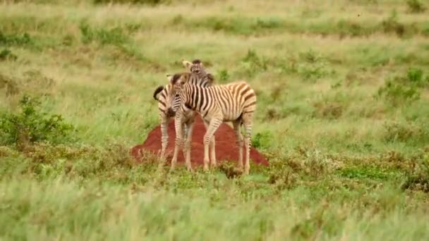 Slow Motion Two Burchell Zebra Foals Startled Run Grassy Landscape — Stock Video