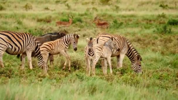 Slow Motion Drie Burchell Zebra Veulens Springen Spelen Samen Tussen — Stockvideo