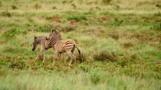 Zeitlupe Zwei Burchell Zebrafohlen Springen Und Treten Spielerisch Während Sie — Stockvideo