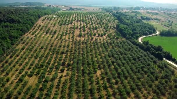 Vista Aérea Granja Cerezos Con Árboles Fértiles Filas Desde Arriba — Vídeos de Stock