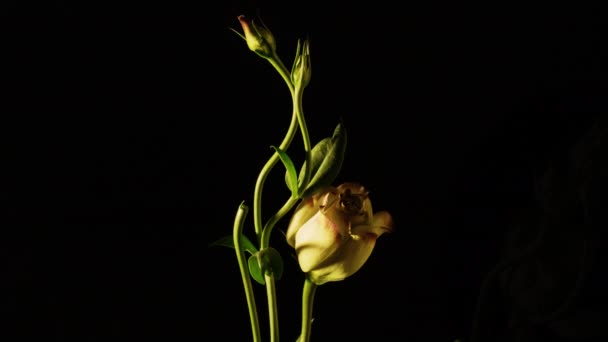 Lisianthus Flor Paz Floreciendo Con Vívidas Flores Suaves Púrpura Blanca — Vídeos de Stock