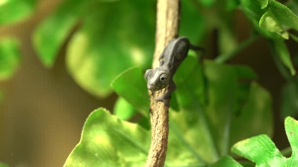 Malý Chameleon Uprostřed Listů — Stock video