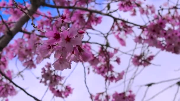 Fleurs Fleurissent Printemps — Video