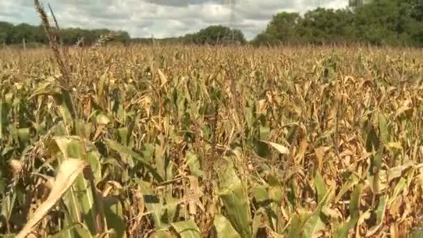 Общий Сельскохозяйственный Клип Кукурузного Поля — стоковое видео