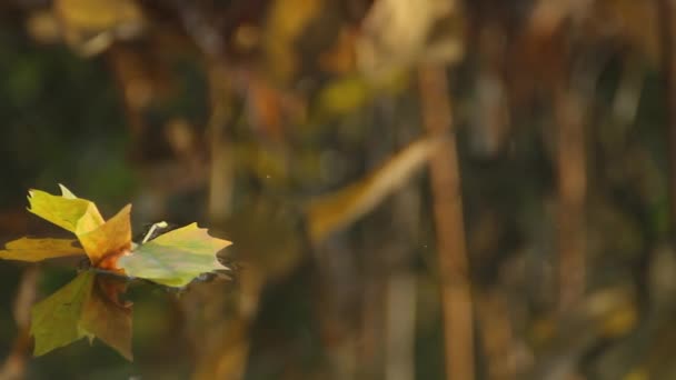 Hoja Árbol Caído Flotando Tranquilo Arroyo Agua Otoño — Vídeos de Stock