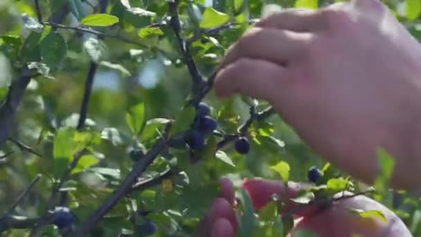 Farmer Picking Berries English Countryside Summer — Stock Video