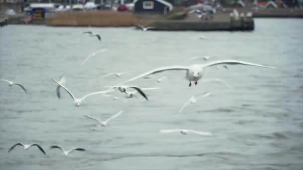 アムステルダムの船の滑流に乗っているカモメのショットです — ストック動画