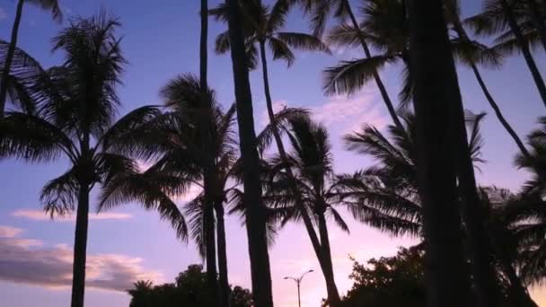 Tohle Záběr Palem Při Západu Slunce Oahu Honolulu — Stock video