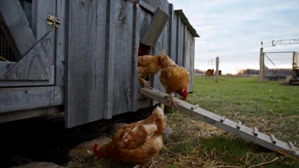 Group Chickens Exiting Chicken Coop — Stock Video