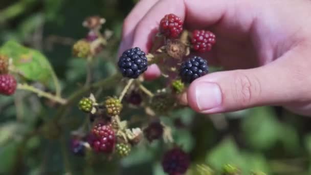 Esta Toma Granjero Recogiendo Bayas Campo Inglés — Vídeos de Stock