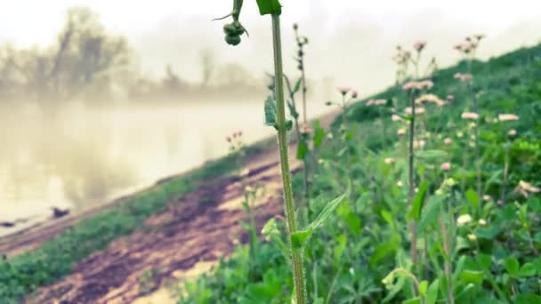 Fleurs Sur Une Berge Rivière Brumeuse — Video