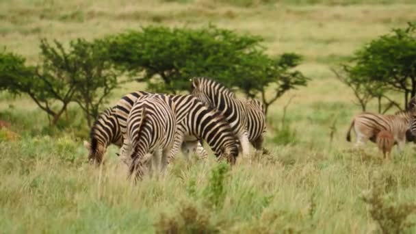 Zeitlupe Zwei Erwachsene Zebrahengste Kämpfen Beißen Den Hals Und Ziehen — Stockvideo