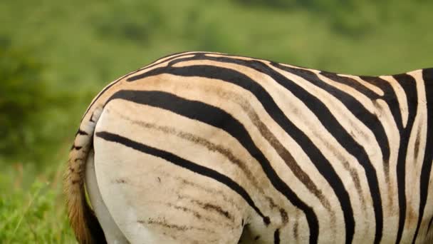 Zeitlupe Naht Das Profil Eines Erwachsenen Zebras Schwenkt Rechts Vom — Stockvideo