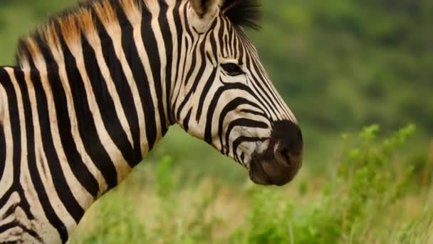 Rallentatore Primo Piano Profilo Zebra Adulto Padella Sinistra Dalla Testa — Video Stock