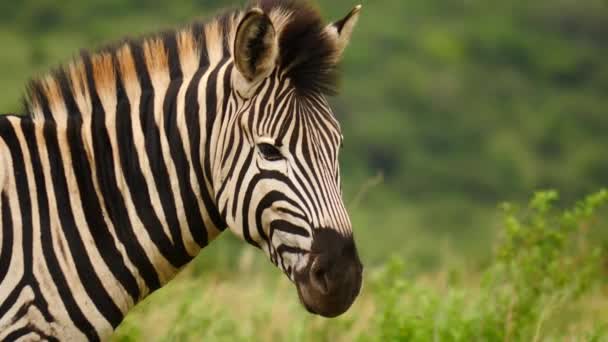 Chiudi Testa Spalle Zebra Adulta Animale Fissa Blankly Mentre Criniera — Video Stock