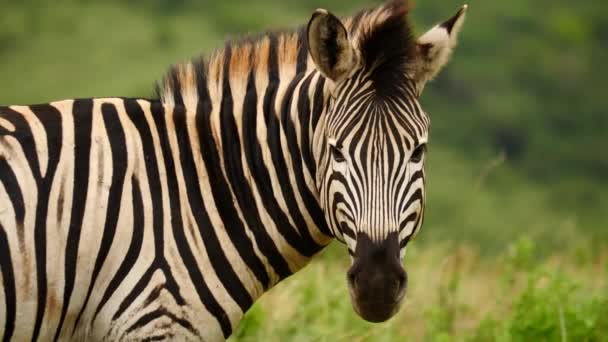 Feche Zebra Adulta Olhando Para Câmera Vira Cabeça Para Direita — Vídeo de Stock