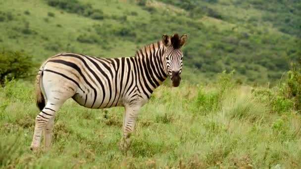 Zeitlupe Ein Erwachsenes Zebra Steht Zwischen Grünem Gras Während Schwanz — Stockvideo