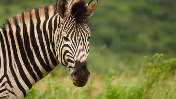 Nahaufnahme Erwachsenes Zebra Blinkt Blickt Windigen Tagen Mit Grünem Grashintergrund — Stockvideo