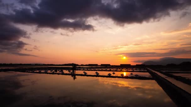 Fabricação Tradicional Sal Coletando Colheita Sob Pôr Sol Dourado Ásia — Vídeo de Stock