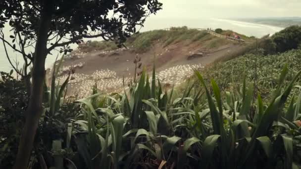 Muriwai Jungle Beach View Auckland New Zealand — Vídeos de Stock